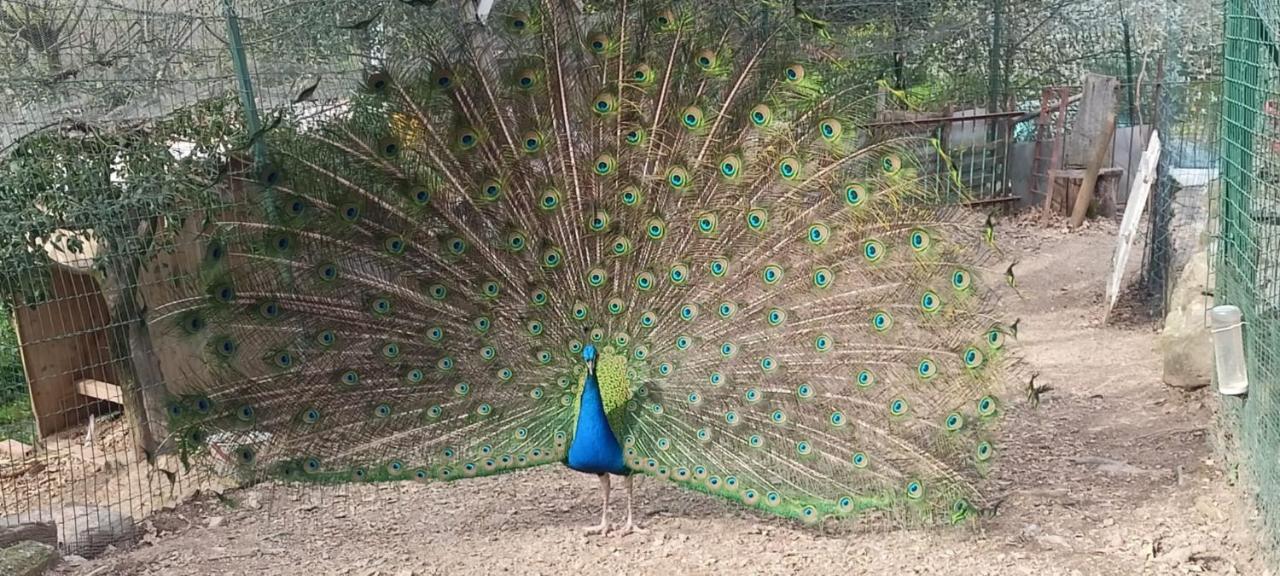 מלון Soviore Il Giardino Dei Pavoni מראה חיצוני תמונה